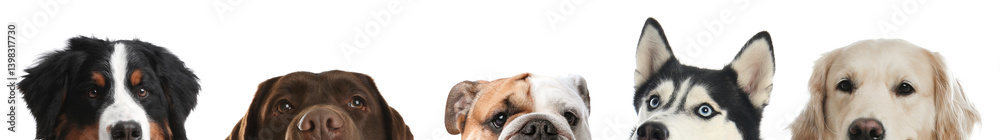 Adorable dogs peeking out against white background Adorable dogs peeking out against white background