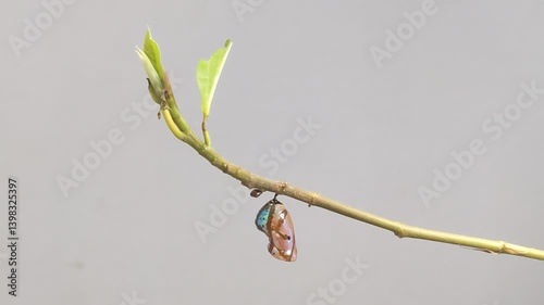 Pupa clings to leaf amid branches, symbolizing life’s transformation in white background