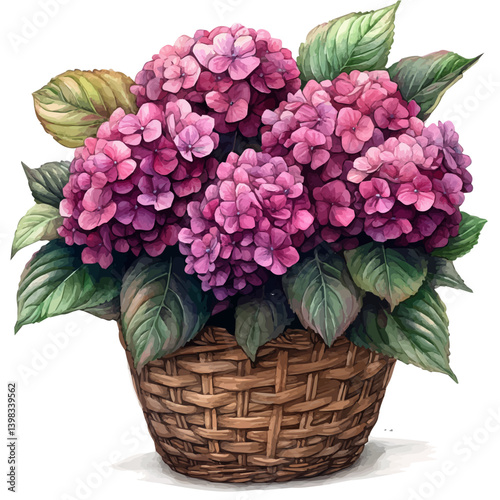 Hydrangea bouquet in a basket, watercolor illustration, isolated on a white background.

