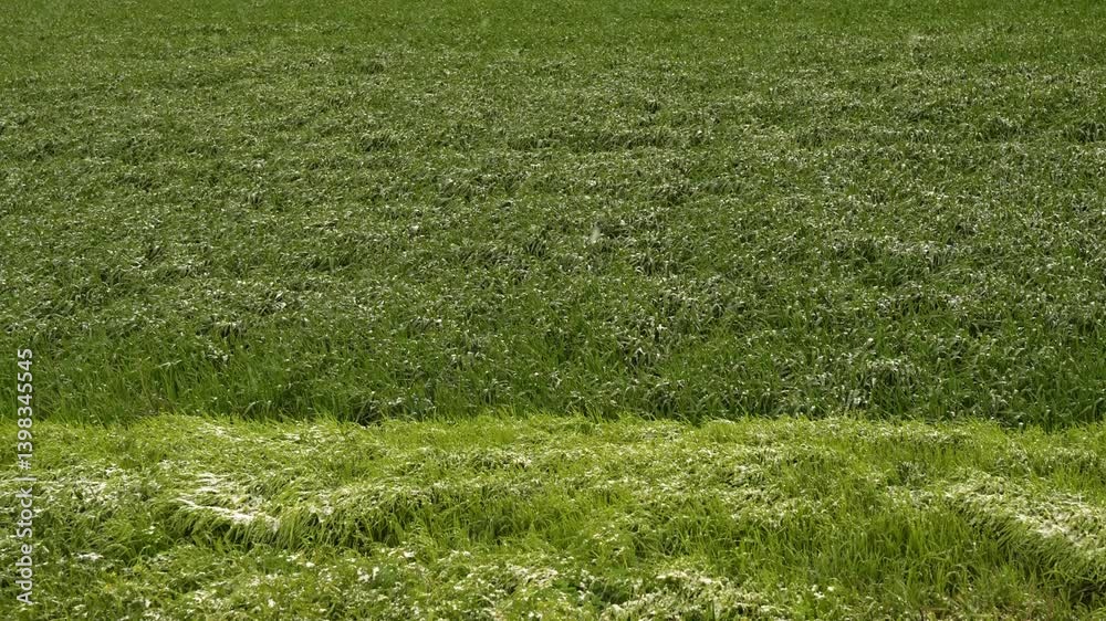 Wheat Field Covered with Hoarfrost and Snow Falling: Weather Anomaly in Unseasonably Cold Conditions Wheat Field Covered with Hoarfrost and Snow Falling: Weather Anomaly in Unseasonably Cold Conditions