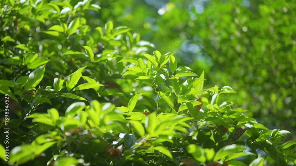 4k Video of Tender Green Plants in Springtime Sunlight Capturing Vibrant Growth and Nature's Beauty 4k Video of Tender Green Plants in Springtime Sunlight Capturing Vibrant Growth and Nature's Beauty
