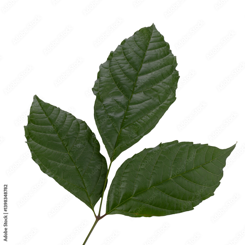 fresh green leaves isolated on a transparent background