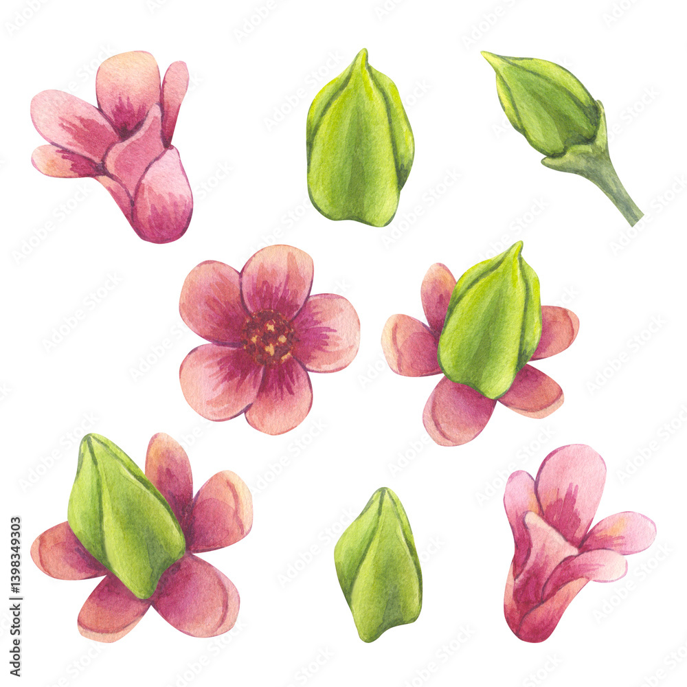 Fototapeta premium Pink flowers carambola fruit set. Blooming Starfruit Bilimbi. Watercolor botanical exotic star apple petals. Hand drawn illustration isolated on white background. For menu, logo, package design.
