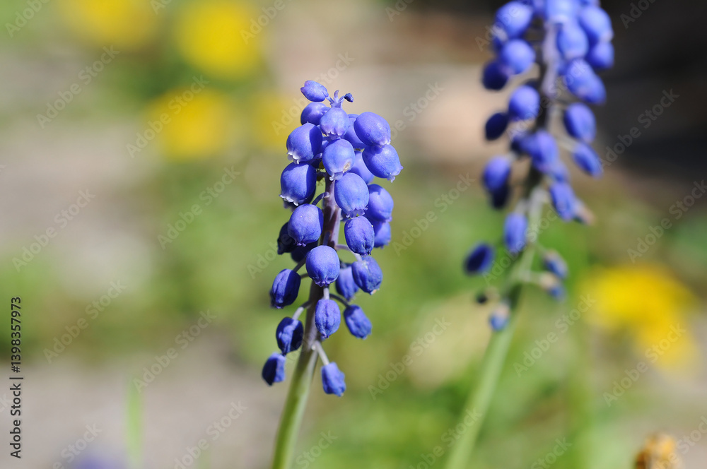 British Bluebell Flowers Spring Time British Bluebell Flowers Spring Time