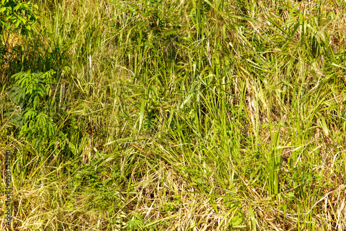 A field of grass with some weeds and a tree in the background