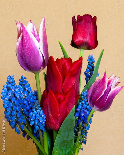 tulipes multicolores bleues rouges violets