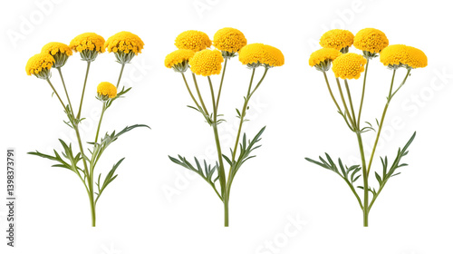 Pack of Tansy Set Against Transparent Background for Botanical or Nature Projects