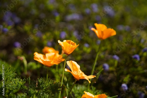 California Golden Poppies in the field