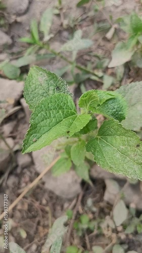 Wallpaper Mural small tree growup into the nature Torontodigital.ca