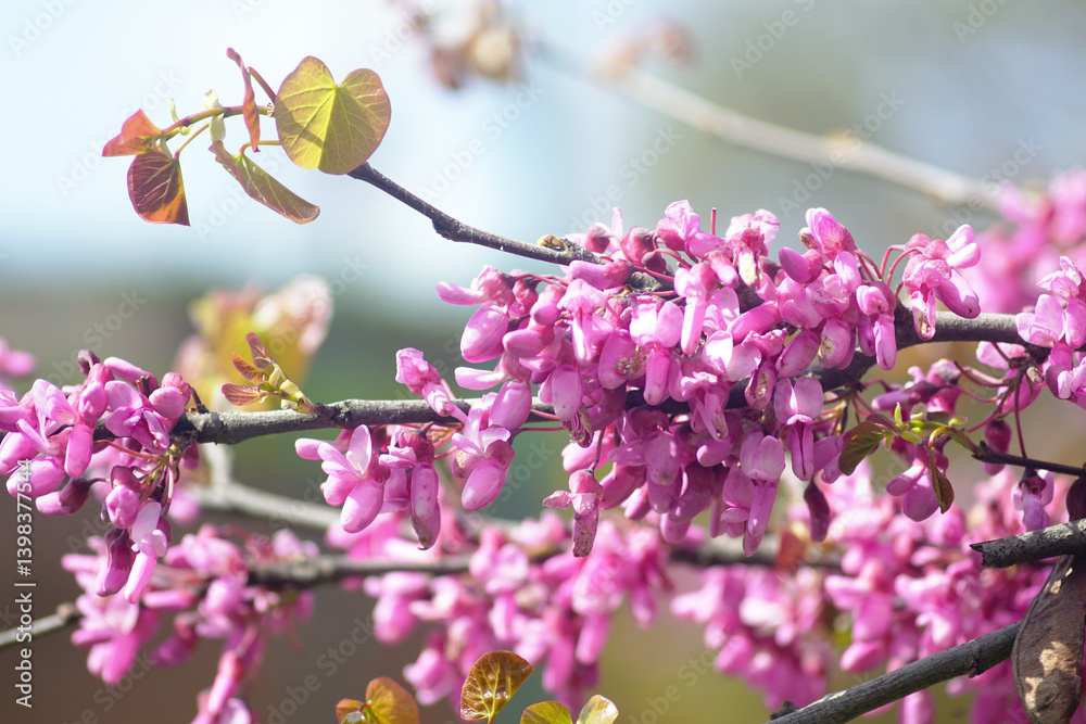 Symbol of the spring Bosphorus (Istanbul, Turkiye): flowering Judas tree. Cercis siliquastrum in bloom: close-up of branches covered with small purple flowers with five free petals and fused sepals