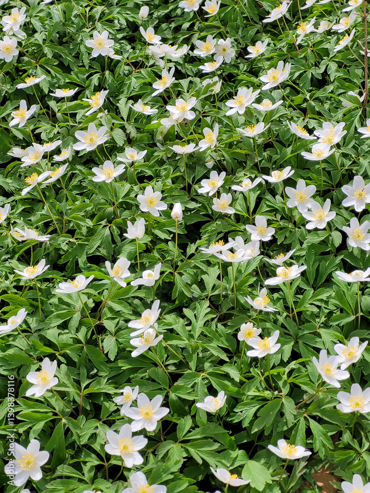 Weiß blühende Buschwindröschen (Anemone nemorosa), Hahnenfußgewächse (Ranunculaceae), Bayern, Deutschland, Europa