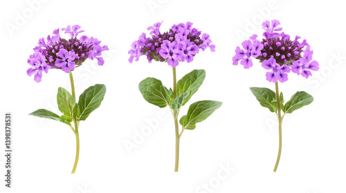 Pack of Verbena Plants Set Against Transparent Background for Botanical or Garden Projects photo