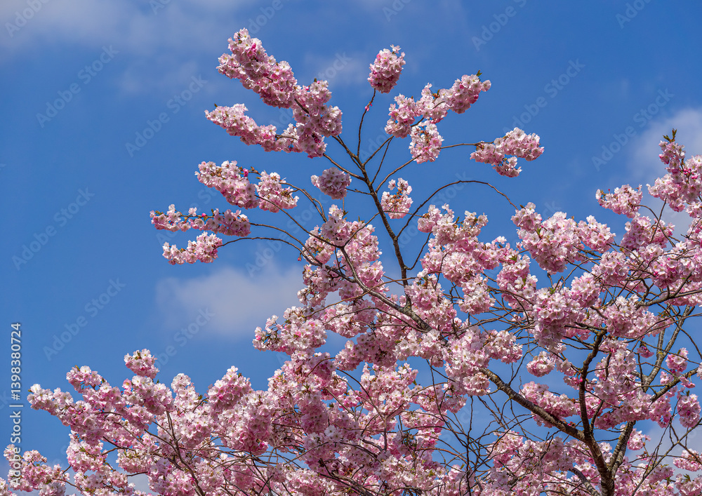 Kirschblüte im Frühling, Japanische Blütenkirsche, Grannenkirsche, Orientalische Kirsche, Grannenkirschbaum, Japanischer Blütenkirschbaum (Prunus serrulata), München, Bayern, Deutschland