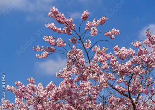 Kirschblüte im Frühling,  Japanische Blütenkirsche, Grannenkirsche, Orientalische Kirsche, Grannenkirschbaum, Japanischer Blütenkirschbaum (Prunus serrulata),  München, Bayern, Deutschland