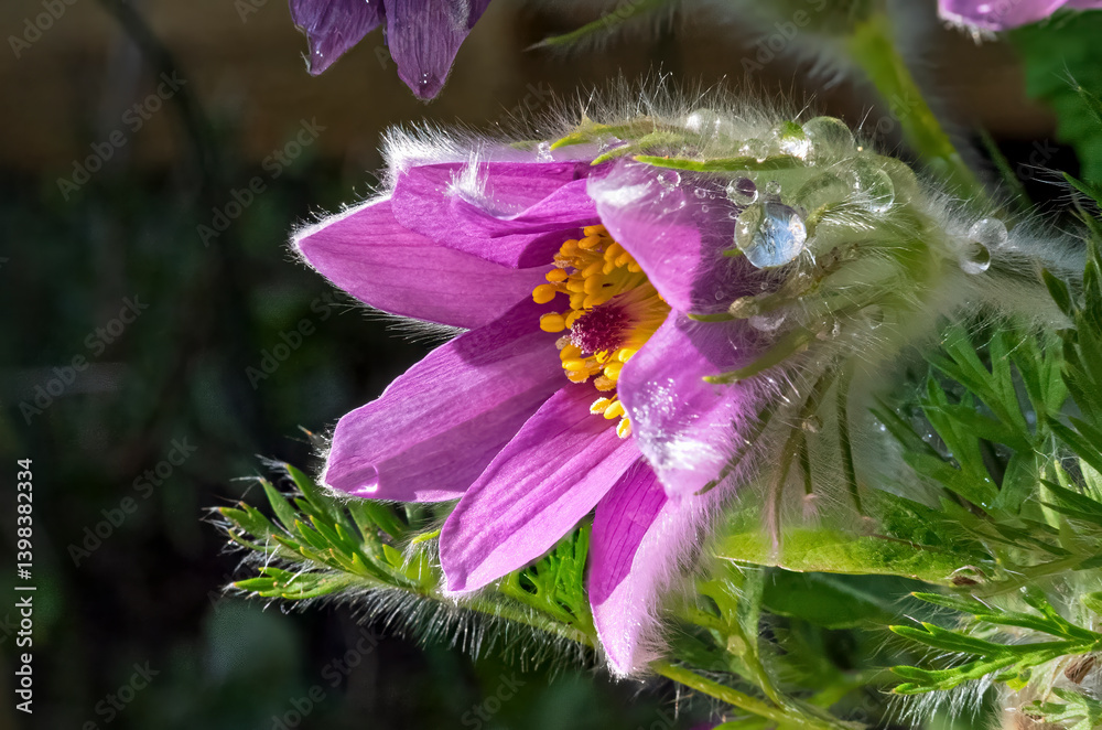 Gewöhnliche Kuhschelle (Pulsatilla vulgaris), blühend, Bayern, Deutschland, Europa