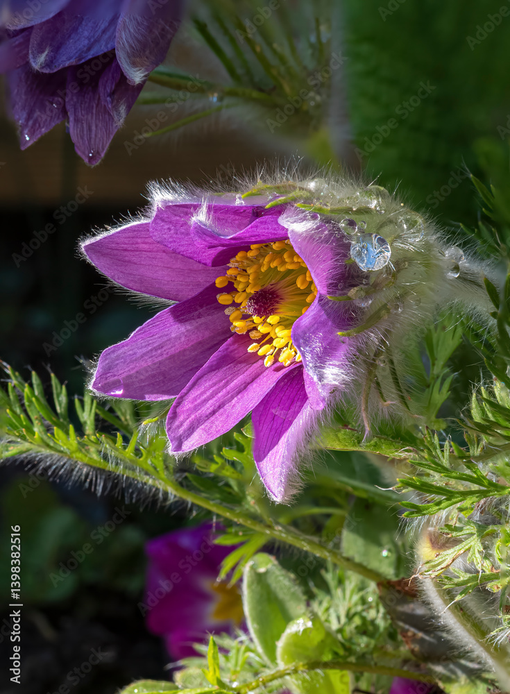 Gewöhnliche Kuhschelle (Pulsatilla vulgaris), blühend, Bayern, Deutschland, Europa