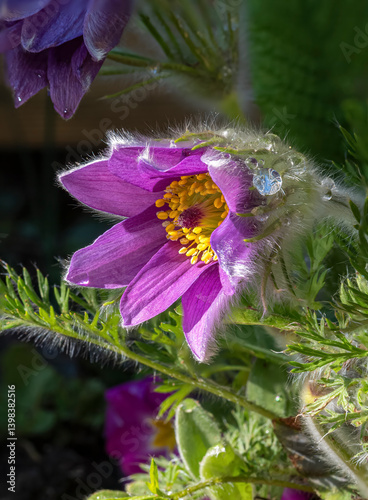 Obraz na płótnie Gewöhnliche Kuhschelle (Pulsatilla vulgaris), blühend, Bayern, Deutschland, Europa w salonie