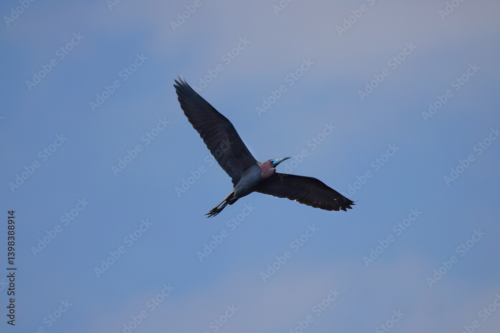 Fototapeta premium Little blue heron in flight on sunny spring day. 