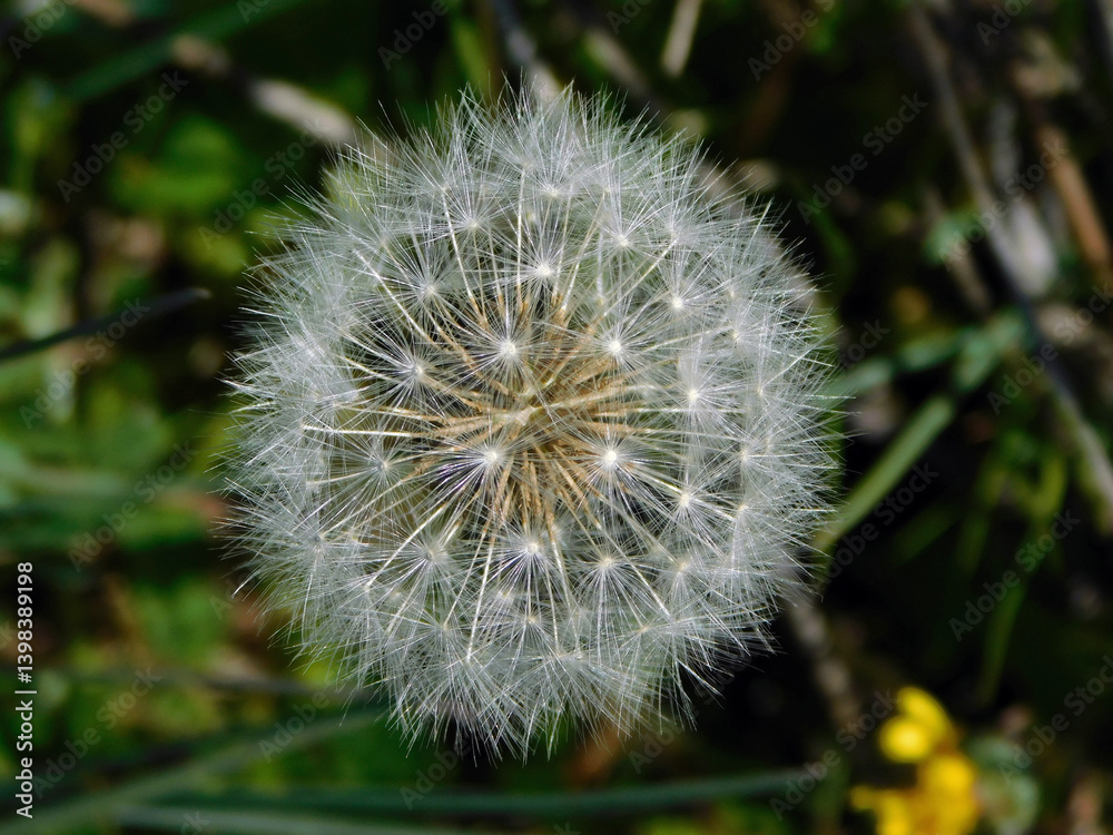 Fototapeta premium dandelion seed head
