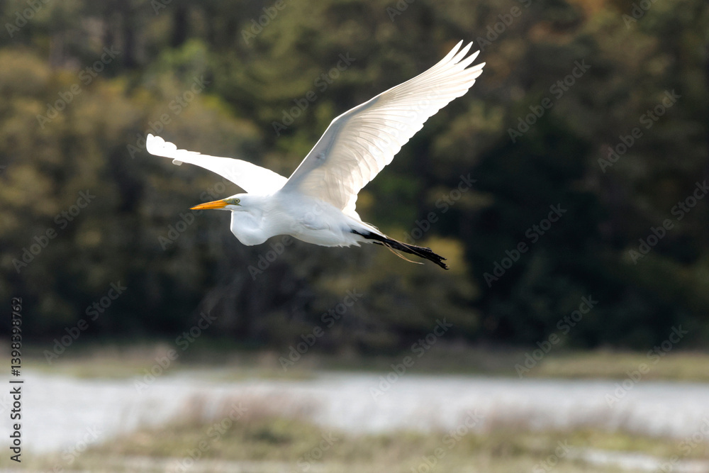Majestic big white bird egret in flight on sunny spring day. Majestic big white bird egret in flight on sunny spring day.