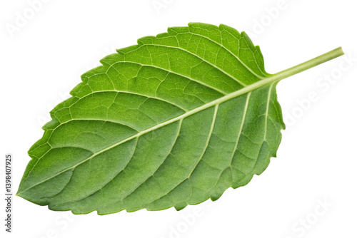 Tulsi (Holy Basil)