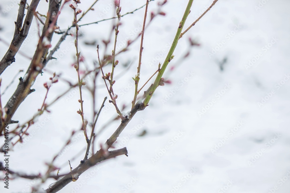 Snow-covered buds on a tree branch. Snowy spring Snow-covered buds on a tree branch. Snowy spring