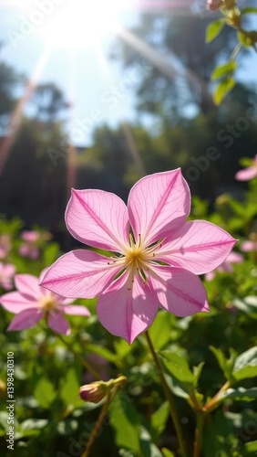 Delicate klematis petals unfolding in the sun's rays, flowers, landscape, greenery photo