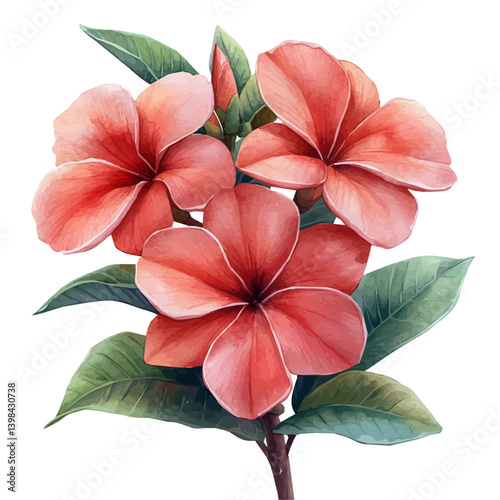 Plumeria branch, watercolor illustration, isolated on a white background.

