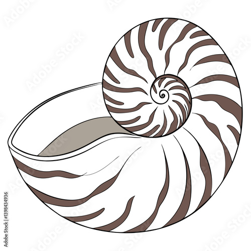 Nautilus Shell Vector Illustration for Art Tattoo and Coloring Book Designs
