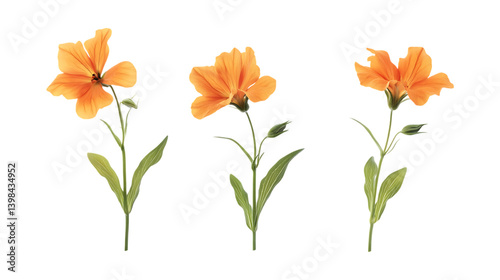 Pack of Wallflower Plants Set Against Transparent Background for Botanical or Garden Projects photo