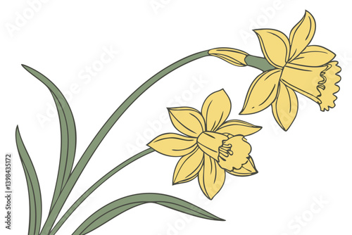 Yellow Daffodil Flowers Vector Illustration for Botanical Decor and Prints