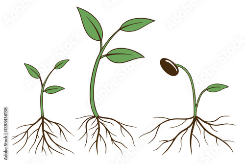 Stages of Plant Growth Diagram with Seed Sprout and Roots Illustration