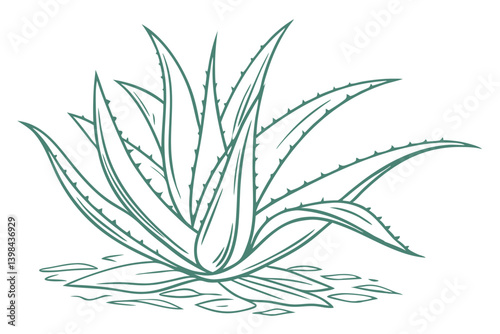 Aloe Vera Vector Illustration for Natural Wellness and Design Projects