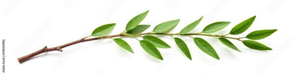 Obraz premium Single isolated willow branch with flexible stem on white background, woody details, willow