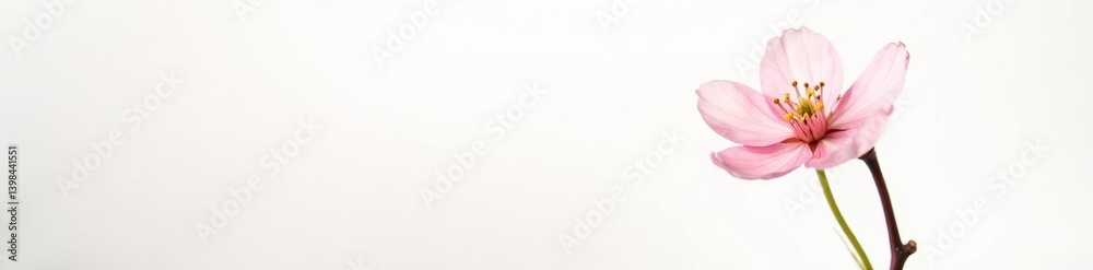 A small, delicate flower or blossom isolated on white, blossoms, bloom A small, delicate flower or blossom isolated on white, blossoms, bloom