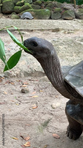 turtle in the water