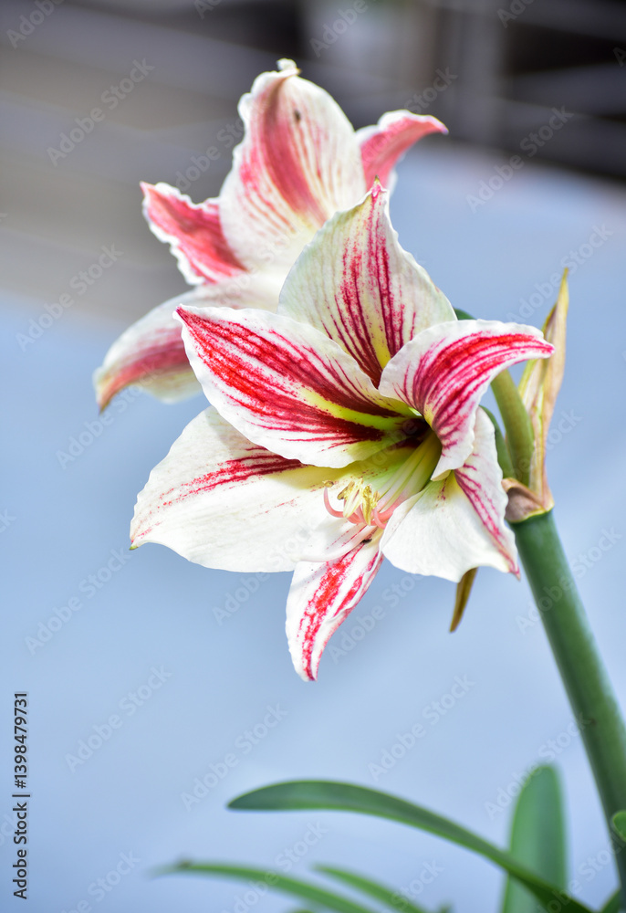 Fototapeta premium Amaryllis lily is popular for its trumpet-shaped flowers, it is a bulbous plant. It is an outstanding garden plant and an excellent cut flower. It is the only genus in the subtribe Amaryllidaceae.