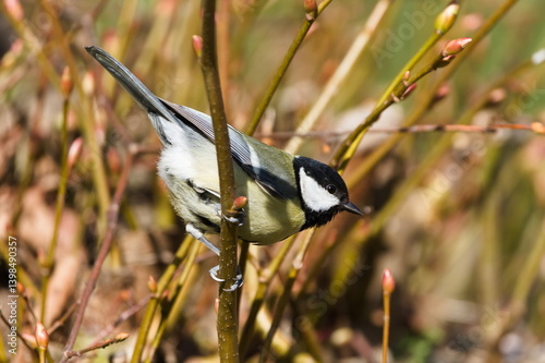Parus major aka great tit perched on the tree branch. Common bird in Czech republic in springtime. photo