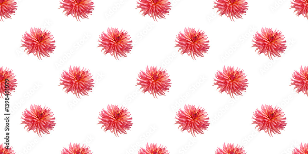 Seamless pattern of pink dahlia flowers blooming on white background Seamless pattern of pink dahlia flowers blooming on white background