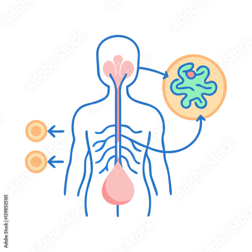  Autonomic Nervous System Anatomy