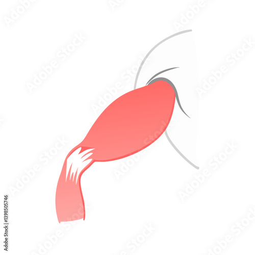  Biceps Brachii Muscle Anatomy