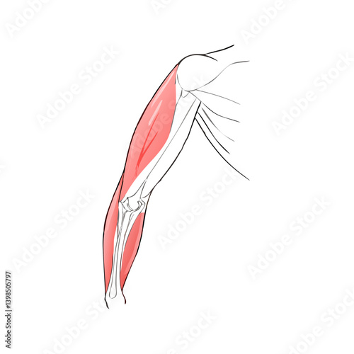  Biceps Brachii Muscle Icon