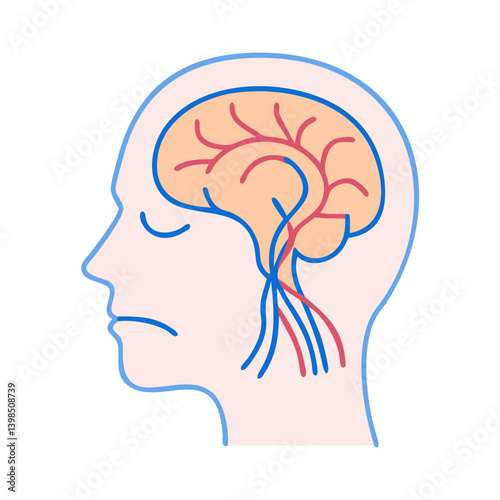  Innovative Cranial Nerves Design