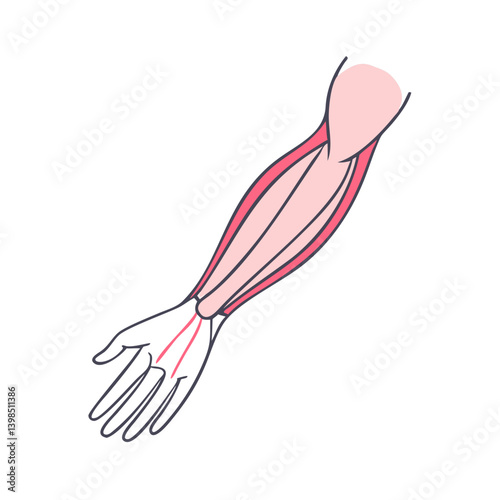  Extensor Muscles Medical Icon