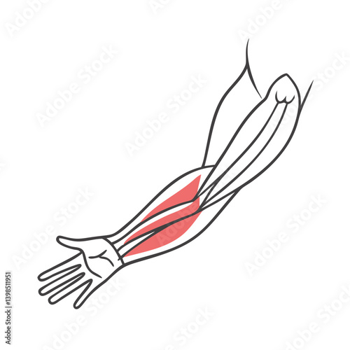  Flexor Muscles Forearm Anatomy