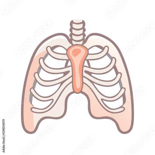  Mediastinum Medical Anatomy Icon