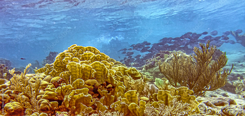 Caribbean coral garden, underwater Bonaire