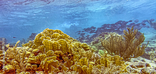 Obraz na płótnie Caribbean coral garden, underwater Bonaire w salonie