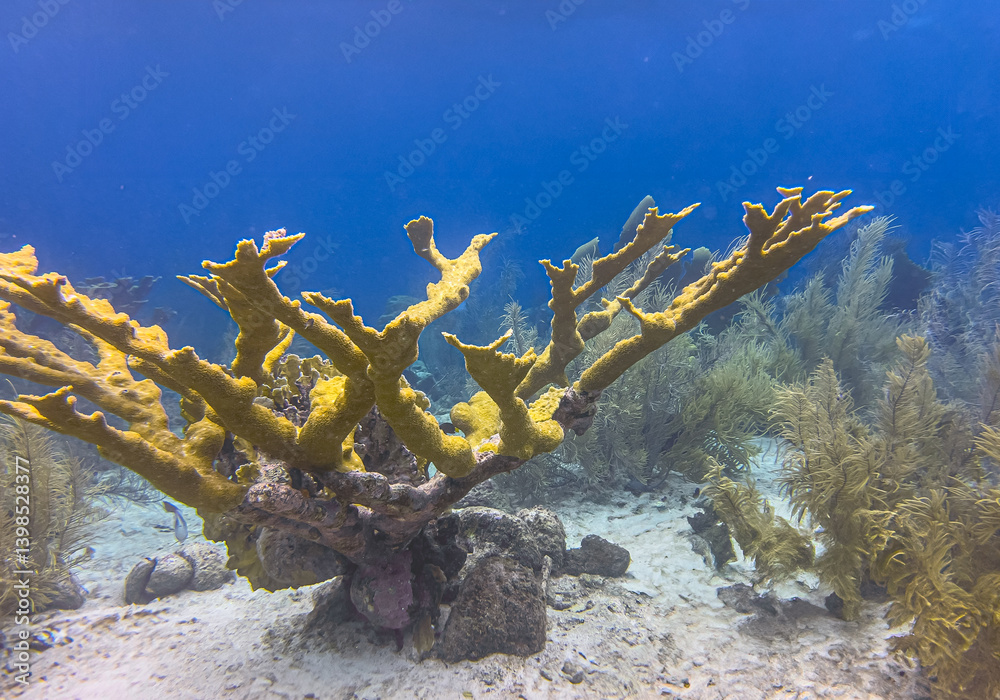 Elkhorn coral ,Acropora palmata