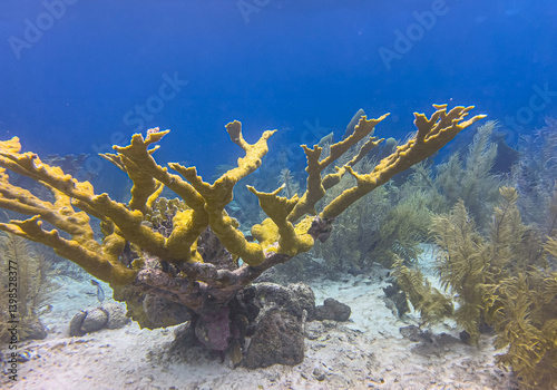 Obraz na płótnie Elkhorn coral ,Acropora palmata w salonie